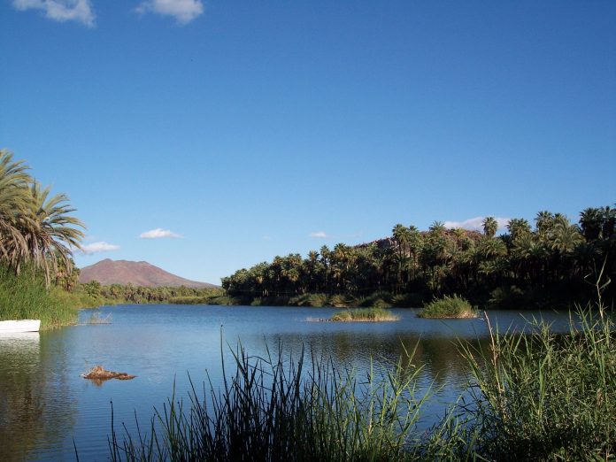 setues_oasis muleg 2